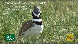 L’Agriculture de Conservation des Sols un espoir de sauver loutarde canepetière [upl. by Dhumma13]