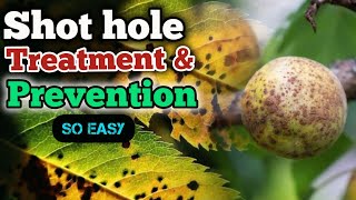 how to treat and prevent shot hole disease shot hole fungus prevention [upl. by Sirref]