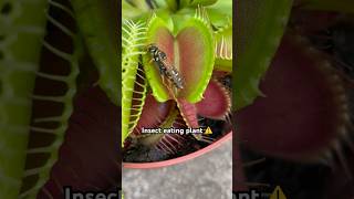 Insectivorous flytrap plant eating venusflytrap [upl. by Calley]