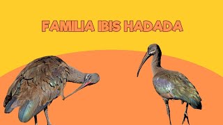 Viviendo en un Zoo Familia Ibis Hadada  Santillana del Mar [upl. by Lairea]