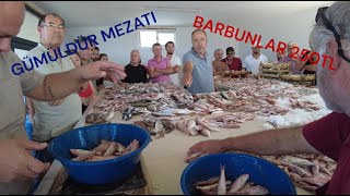 GÜMÜLDÜR MEZATI 0510  HARİKA KIRMIZILAR VE UYGUN FİYATLARI  fish balik mezat [upl. by Mcclenaghan]