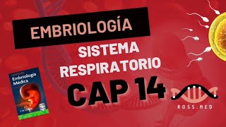 CAP 14SISTEMA RESPIRATORIOEMBRIOLOGÍA MÉDICA DE LANGMANRESUMENPODCAST [upl. by Atiral298]