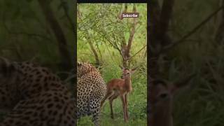 How cheetah saved baby deer from HainaNatures unsolved mistry [upl. by Yeoz298]