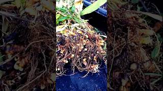 Growing turmeric in large containers Florida gardening [upl. by Clarence506]