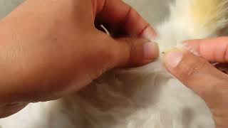 Tick Flea TakeDown Safely Removing and Preventing Infestations in Your Cat [upl. by Ylenaj]