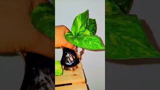 Giant Pothos cuttings after 18 days 💓 [upl. by Annadiane]