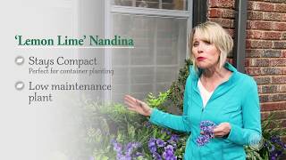 Lemon Lime Nandina from Southern Living  Why Youll Love This Evergreen Plant  with Linda Vater [upl. by Jamaal]