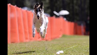 Ottos Fun Run at the Fayetteville Kennel Club on May 11th 2024 [upl. by Lemieux421]