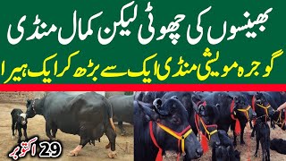 Today Gojra Maweshi Mandi  Buffalo Fresh Rates Update  Buffalo Mandi 2024 [upl. by Acyre912]