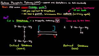 Pentose Phosphate Pathway Part 4 of 5  NADPH and Glutathione as AntiOxidants [upl. by Ahtram101]