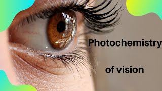 Photochemistry of vision [upl. by Leonidas]