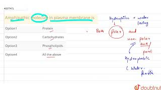 Amphipathic molecule in plasma membrane is [upl. by Iloj757]