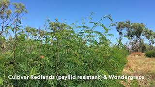 Leucaena  an overview [upl. by Anemix]