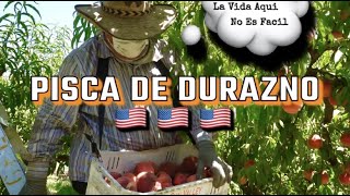 Pisca De Durazno En California  La Vida En Estados Unidos Es Dificil [upl. by Jewell407]