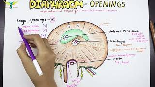 Diaphragm  Anatomy  Openings and Structures passing [upl. by Snave]