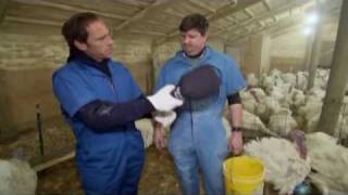 Mike Rowe Dirty Jobs Turkey Insamination [upl. by Innes]