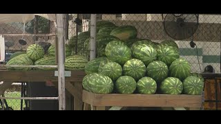 City of Luling getting ready to host annual Watermelon Thump [upl. by Aerdnaeel]