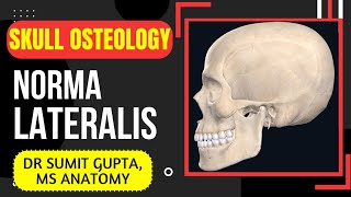 NORMA LATERALIS  SKULL [upl. by Burrell]