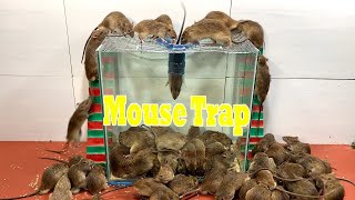 Tips how to catch mice safely and effectively best mouse traps  Best Mouse Trap [upl. by Tadashi]