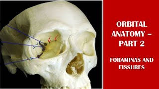 Orbital anatomy 2  superior orbital fissure inferior orbital fissure ethmoidal foramina [upl. by Fasa]