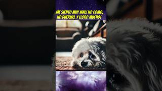 El perrito que quería ir de vacaciones 🥲💔 perrunos babyanimal shortsviral mascotas babypet [upl. by Palma569]