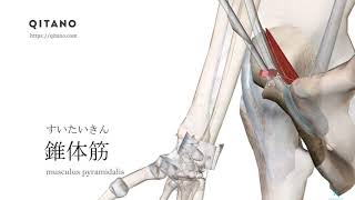 錐体筋の解剖学図｜musculus pyramidalis｜筋肉辞典42 [upl. by Nnahs12]