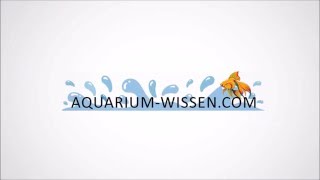 01 Wie werden Algen im Aquarium entfernt [upl. by Merilee976]