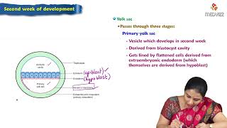 Second week of Development  Embryology Lectures [upl. by Reizarf422]