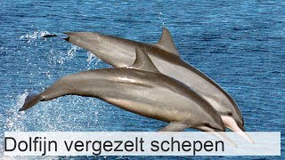 De witvinnige dolfijn is een walvis die zeeschepen vergezelt [upl. by Melamed138]