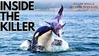 10 Amazing Facts About Killer Whales You Didnt Know orcas killerwhales predators wildlife [upl. by Mutz]