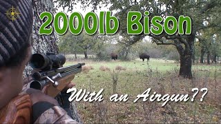 2000lb BisonWith an Airgun [upl. by Esinnej]