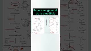 Panorama general de la glucólisis biologia greenscreen short glucolisis [upl. by Ainosal]