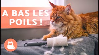 8 RACES de CHATS qui NE PERDENT PAS BEAUCOUP de POILS 🐱 [upl. by Galvan]