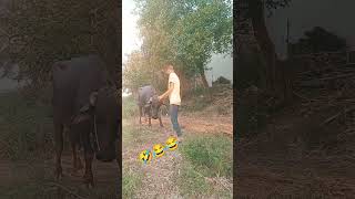 Bhains manav ki ladai😂🤣ytshorts viralshorts funny comedy animalfight entertainment round2hell [upl. by Matthieu399]