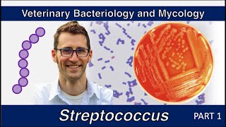 Streptococcus Part 1  Veterinary Bacteriology and Mycology [upl. by Naillil]