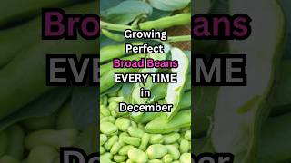 Polytunnel Grow Broad beans in December [upl. by Wynn569]