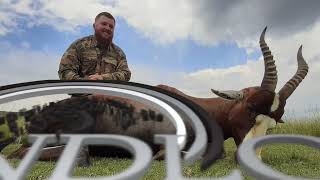 Blesbok with Ndloti Safaris [upl. by Owades]