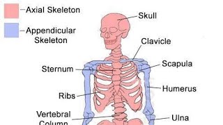 Animated Human Skeleton Axial skeletonAppendicular skeleton bones animation [upl. by Hubing568]