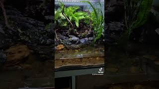 Crabe vampire aquarium crabe plantedtank plantedaquarium reptiles arthropods abonné vous 🥰🥰 [upl. by Jannery]