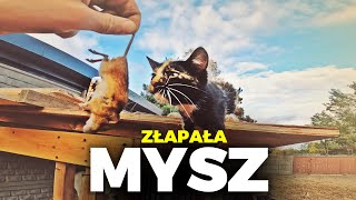 🐭 ZŁAPAŁA PIERWSZĄ MYSZ 🐭 buda dla świnki GOTOWA 🐖 MOJE MINI ZOO  odc 291 [upl. by Correy]