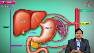 Anatomy of Stomach  Surgery   Embryology  Gross anatomy  Histology  Arterial and Nerve supply [upl. by Onairot]