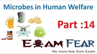 Biology Microbes in Human Welfare part 14 Biofertilizers class 12 XII [upl. by Anselmi834]