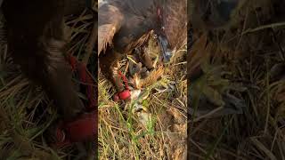 Amazing Eagle Hunt wildeagle grayeagle birds bird birdofprey nature [upl. by Lemhar509]