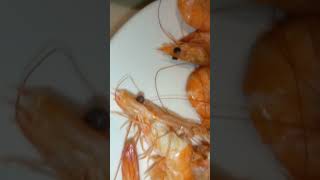 Eat like a Vikings sa SHRIMP [upl. by Aretina]