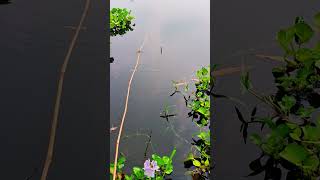 The best way to hook fishing in pond Part1012 shorts shortsfeed [upl. by Louls]