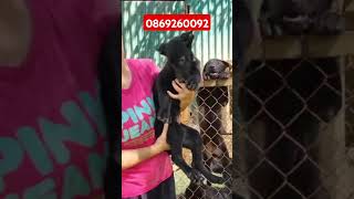 Chó malinois màu đen tuyền khung gọng cực to cao  malinoi malinois becgiebi animals pets [upl. by Charmion795]