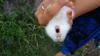 bunny rabbit scream  the cutest baby bunny rabbit compilation ever  Gappus Family [upl. by Cousins]