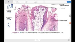 Histologi Lidah dan Kelenjarkelenjarnya [upl. by Cherilynn866]