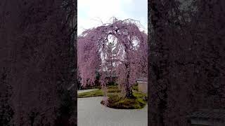 Weeping Sakura Cherry blossoms in a Japanese Garden in Kyoto Japan [upl. by Iadrahc]