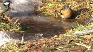 Brambling  Юрок  Fringilla montifringilla [upl. by Noby]